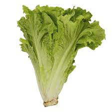 LECHUGA ZONA 