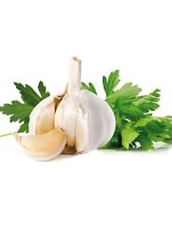 HIERBAS AROMÁTICAS Y CONDIMENTOS