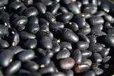 POROTO NEGRO