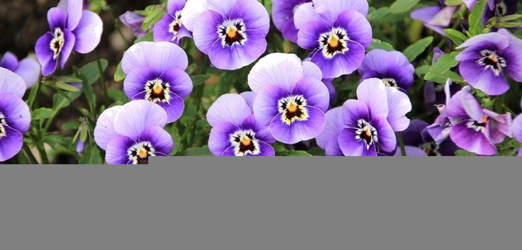 BORITA SUAVIZANTE AROMA PERFUMES DE VIOLETAS DP X 900ML