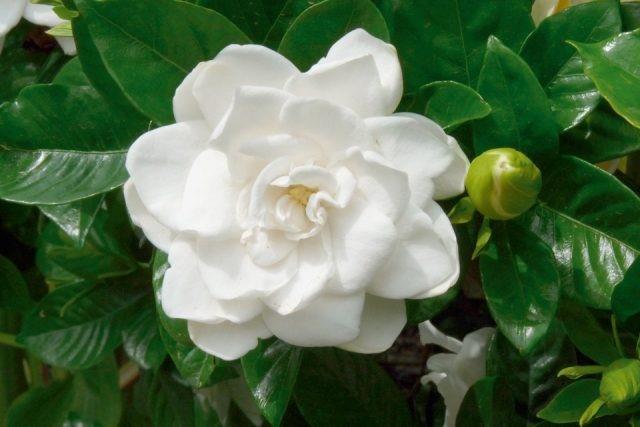 JARDIN LIMPIADOR LUIQUIDA JAZMIN 900ML